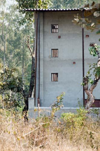 Nesting Windows - VCBC, Reportage, India, Vultures To Street Dogs,_DSC0076