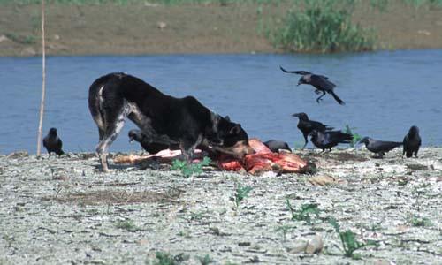 Feral Dogs Replace Vultures - Reportage, India, Vultures To Street Dogs, Box 4 File 6 r ns 5 35