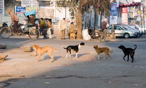 New Delhi Street Dogs An Increasing Concern - Reportage, India, Vultures To Street Dogs,_DSC0159