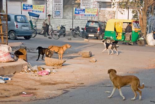 Street Dogs New Delhi - Reportage, India, Vultures To Street Dogs,_DSC0160