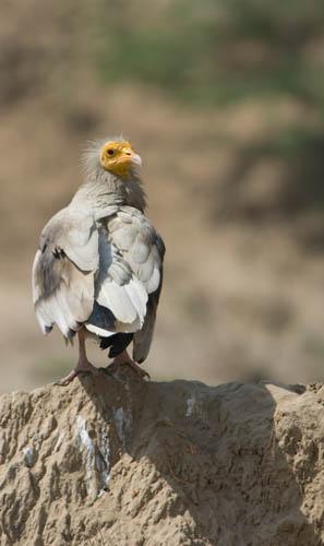 Rapidly Declining - The Egyptian Vulture  DVD  _DSC0074 Vultures 1 India 