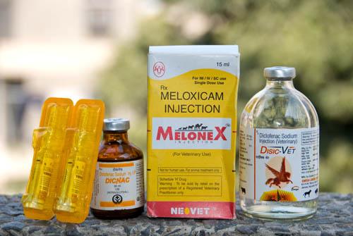 Cause of the Decline - Veterinary Diclofenac and safe alternative Meloxicam_DSC0015