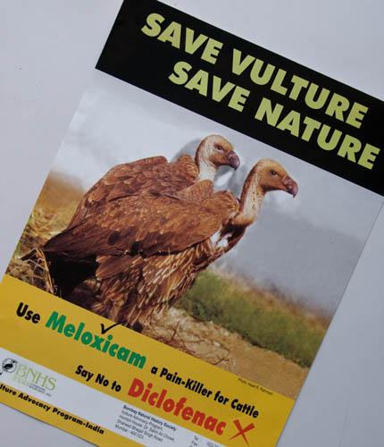 Save Vultures Save Nature - DVD DSC0026 Vultures 1 India File Posters 12 