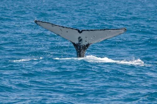 Going Down _DSC0169 - Fauna, Australia, Humpback Whale Megaptera novaeangliae,