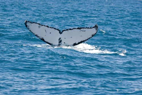 Whale's Fingerprints _DSC0170 - Fauna, Australia, Humpback Whale Megaptera novaeangliae,
