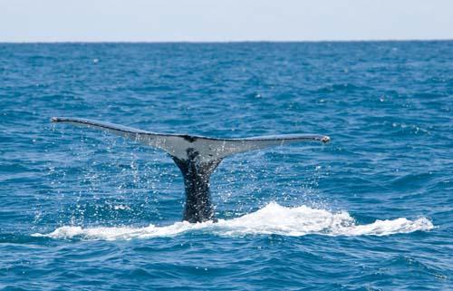 Flukes _DSC0168 - Fauna, Australia, Humpback Whale Megaptera novaeangliae,