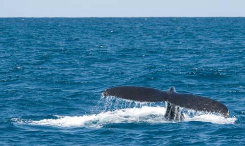 In Motion _DSC0200 - Fauna, Australia, Humpback Whale Megaptera novaeangliae,
