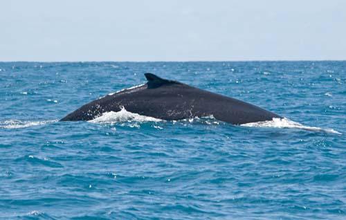 Humpback _DSC0156 - Fauna, Australia, Humpback Whale Megaptera novaeangliae,