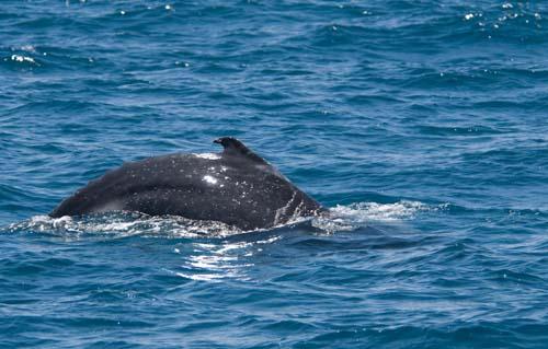 Humpback Calf _DSC0189 - Fauna, Australia, Humpback Whale Megaptera novaeangliae,