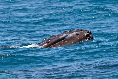 With Knobs On _DSC0178 - Fauna, Australia, Humpback Whale Megaptera novaeangliae,