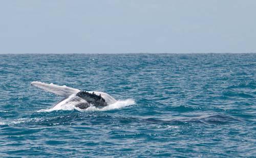 Flipper _DSC0076 - Fauna, Australia, Humpback Whale Megaptera novaeangliae,