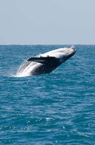 Backing Down _DSC0092 - Fauna, Australia, Humpback Whale Megaptera novaeangliae,
