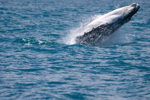 Back Down _DSC0083 - Fauna, Australia, Humpback Whale Megaptera novaeangliae,