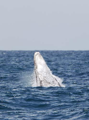 Breaching _DSC0049 - Fauna, Australia, Humpback Whale Megaptera novaeangliae,