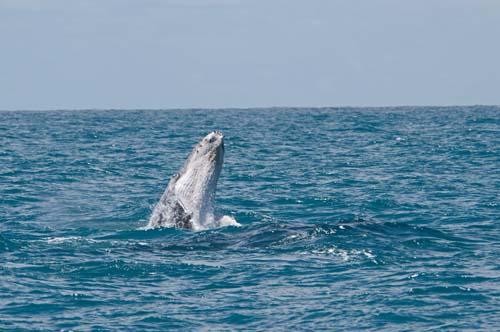 Spying _DSC0074 - Fauna, Australia, Humpback Whale Megaptera novaeangliae,