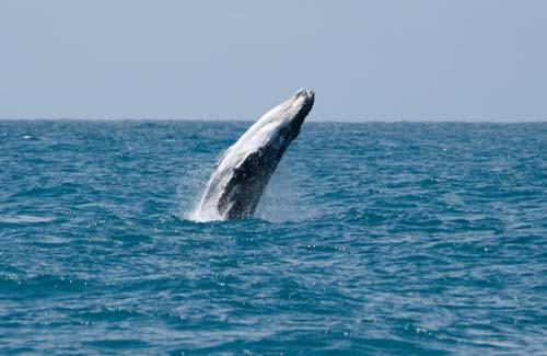 Uplift_DSC0055 - Fauna, Australia, Humpback Whale Megaptera novaeangliae,