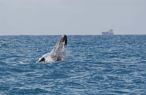 From The Depths -  _DSC0067 - Fauna, Australia, Humpback Whale Megaptera novaeangliae,