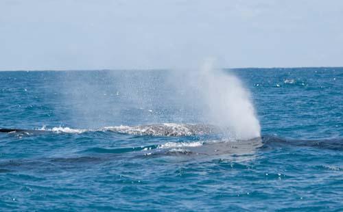 Spouting High _DSC0148 - Fauna, Australia, Humpback Whale Megaptera novaeangliae,