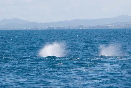 Sign Of Whales _DSC0212 - Fauna, Australia, Humpback Whale Megaptera novaeangliae,