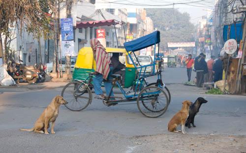 Street Dogs New Delhi - DVD _DSC0158 Vultures 2 Bihar Environment 