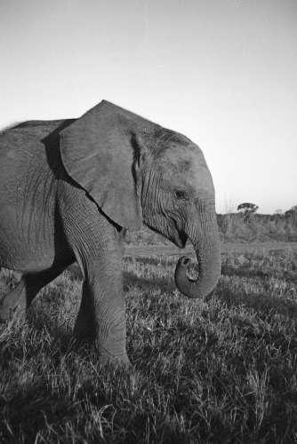 Young African Elephant - Box 6 File 7 ns 7 30 Fauna Zimbabwe Orphaned Elephant