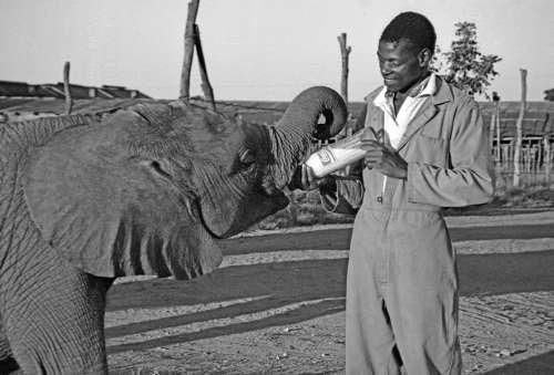 Feeding Time - Box 6 File 7 ns 7 22 Fauna Zimbabwe Orphaned Elephant