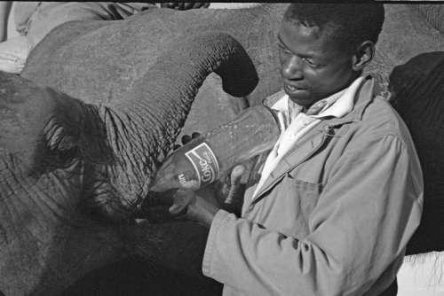 Feeding Hands - Box 6 File 7 ns 7 27 Fauna Zimbabwe Orphaned Elephant