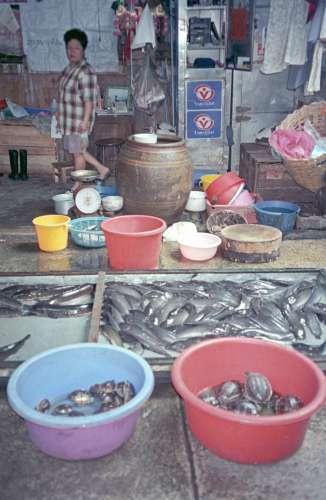 Fresh  - Box 6 File 6 ns A 34 Vendor Thailand Fish Turtle Market