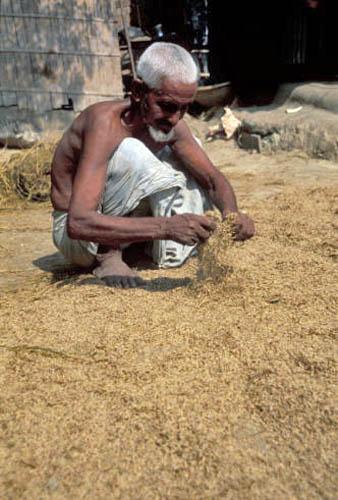14 Rice Crop - how safe. - (Bangladesh  Rural Village Box 4 File 7 ns 8 33)