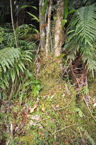 1 Temperate Rainforest, Flora _ New Zealand South Island Franz Josef,   DSC_2286