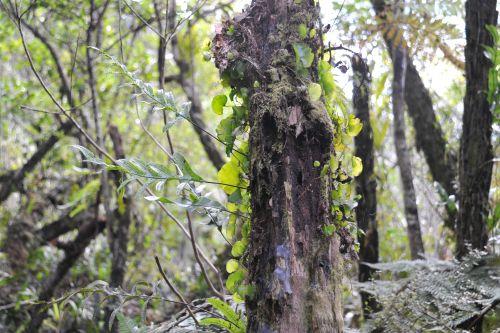 2  Temperate Rainforest, Flora _ New Zealand South Island Franz Josef,   DSC_2289