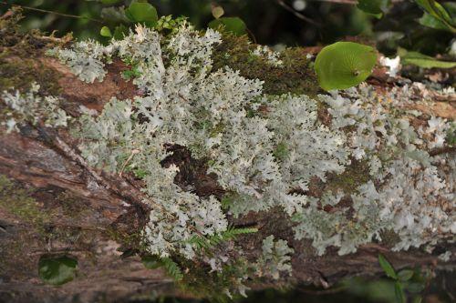 4 Temperate Rainforest, Flora _ New Zealand South Island Franz Josef,   DSC_2293