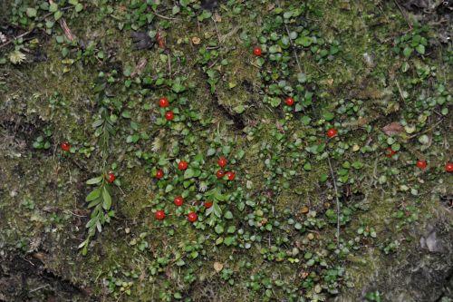 7 Temperate Rainforest, Flora _ New Zealand South Island Franz Josef,   DSC_2285
