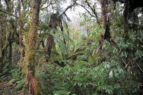 9 Temperate Rainforest, Flora _ New Zealand South Island Franz Josef,   DSC_2311