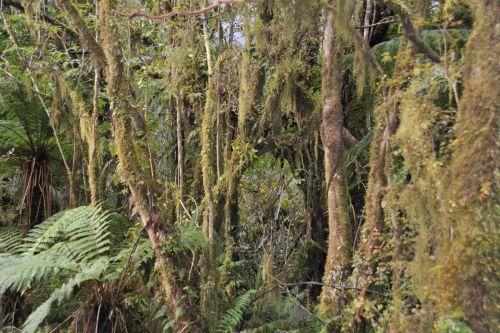 10 Temperate Rainforest, Flora _ New Zealand South Island Franz Josef,   DSC_2312