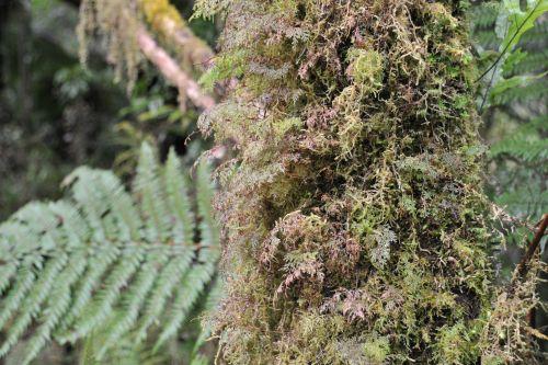 11 Temperate Rainforest, Flora _ New Zealand South Island Franz Josef,   DSC_2314