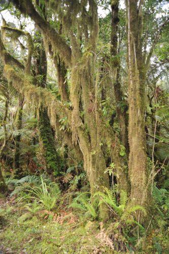 12 Temperate Rainforest, Flora _ New Zealand South Island Franz Josef,   DSC_2316