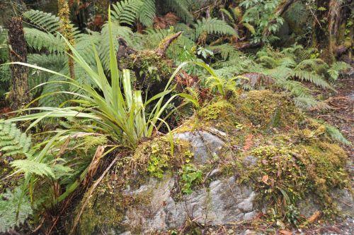 13 Temperate Rainforest, Flora _ New Zealand South Island Franz Josef,   DSC_2320