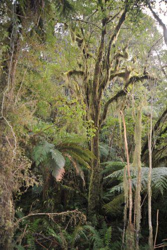 14 Temperate Rainforest, Flora _ New Zealand South Island Franz Josef,   DSC_2321