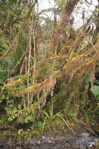 16 Temperate Rainforest, Flora _ New Zealand South Island Franz Josef,   DSC_2321