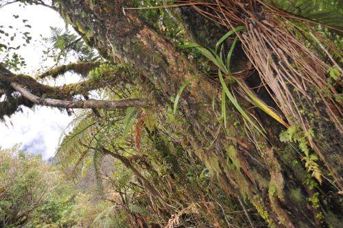 17 Temperate Rainforest, Flora _ New Zealand South Island Franz Josef,   DSC_2322