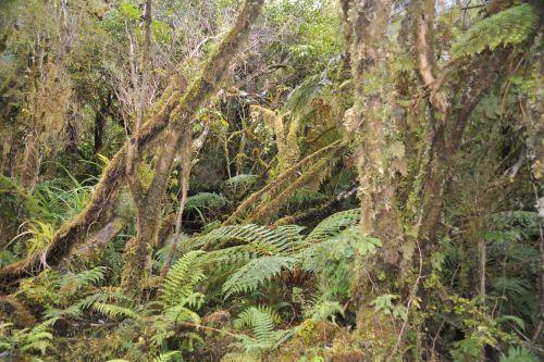 18 Temperate Rainforest, Flora _ New Zealand South Island Franz Josef,   DSC_2323