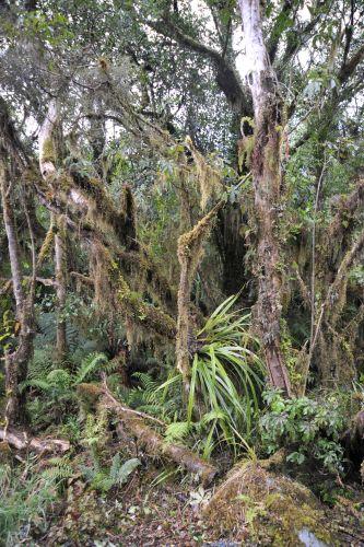 19 Temperate Rainforest, Flora _ New Zealand South Island Franz Josef,   DSC_2324