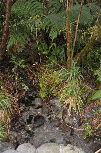21 Temperate Rainforest, Flora _ New Zealand South Island Franz Josef,   DSC_2327DSC_2329