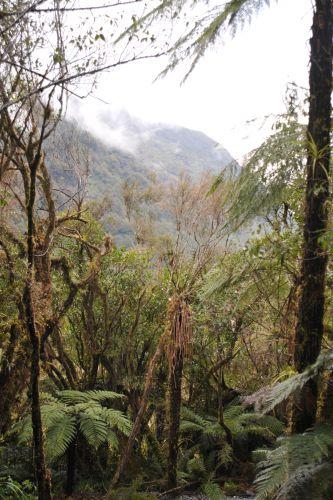 22 Temperate Rainforest, Flora _ New Zealand South Island Franz Josef,   DSC_2328
