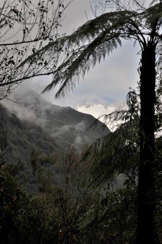23 Temperate Rainforest, Flora _ New Zealand South Island Franz Josef,   DSC_2329