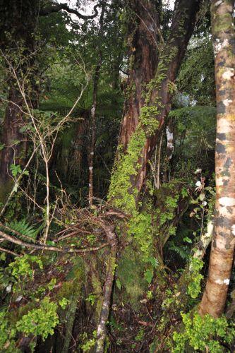 24 Temperate Rainforest, Flora _ New Zealand South Island Franz Josef,   DSC_2330