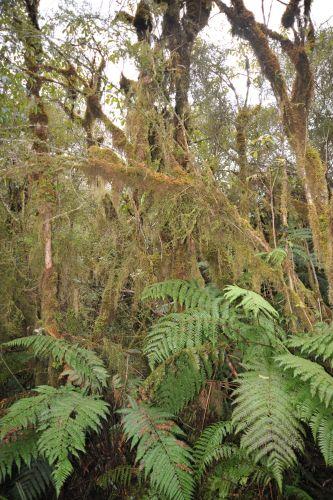 25 Temperate Rainforest, Flora _ New Zealand South Island Franz Josef,   DSC_2331