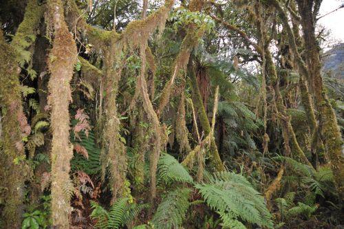 26 Temperate Rainforest, Flora _ New Zealand South Island Franz Josef,   DSC_2333
