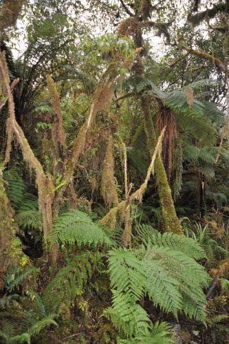 27 Temperate Rainforest, Flora _ New Zealand South Island Franz Josef,   DSC_2337